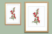 Load image into Gallery viewer, Cardinal Flower Watercolor Print. Wall Art Print