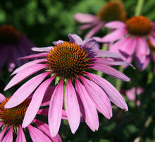 Load image into Gallery viewer, Coneflower Native Flower Watercolor Note Card Set