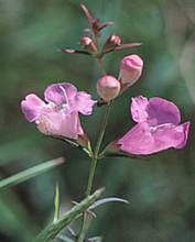 Load image into Gallery viewer, Purple False Fox Glove, Native Flower Watercolor Note Cards
