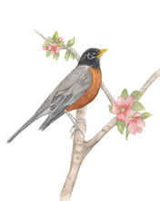 Load image into Gallery viewer, Robin with Apple Blossom Watercolor Print
