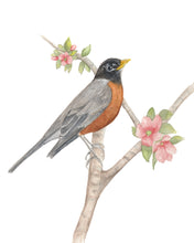 Load image into Gallery viewer, Robin with Apple Blossom Watercolor Print