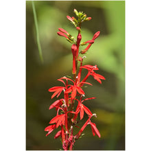 Load image into Gallery viewer, Cardinal Flower Watercolor Print. Wall Art Print
