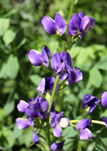 Load image into Gallery viewer, Blue Wild Indigo Native Flower Watercolor Note Card Set