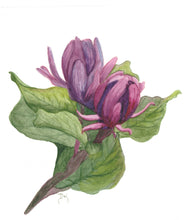 Load image into Gallery viewer, Carolina Spicebush Watercolor Print. Wall Art Print
