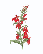 Load image into Gallery viewer, Cardinal Flower Watercolor Print. Wall Art Print