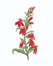 Load image into Gallery viewer, Cardinal Flower, Native Flower Watercolor Note Cards
