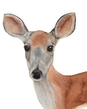 Load image into Gallery viewer, Doe Watercolor Print