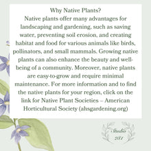 Load image into Gallery viewer, Note Cards, Native Summer Flower Bouquet, 4.25" x 5.5" with envelopes.