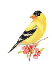 Load image into Gallery viewer, Yellow Finch Watercolor Print. Wall Art Print