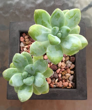 Load image into Gallery viewer, Square Concrete Planter