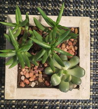 Load image into Gallery viewer, Square Concrete Planter