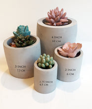 Load image into Gallery viewer, Cylinder Concrete Planter Assortment