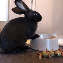 Load image into Gallery viewer, Medium Concrete Dog Bowl, Pet Bowls