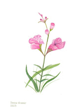 Load image into Gallery viewer, Purple False Fox Glove, Native Flower Watercolor Note Cards