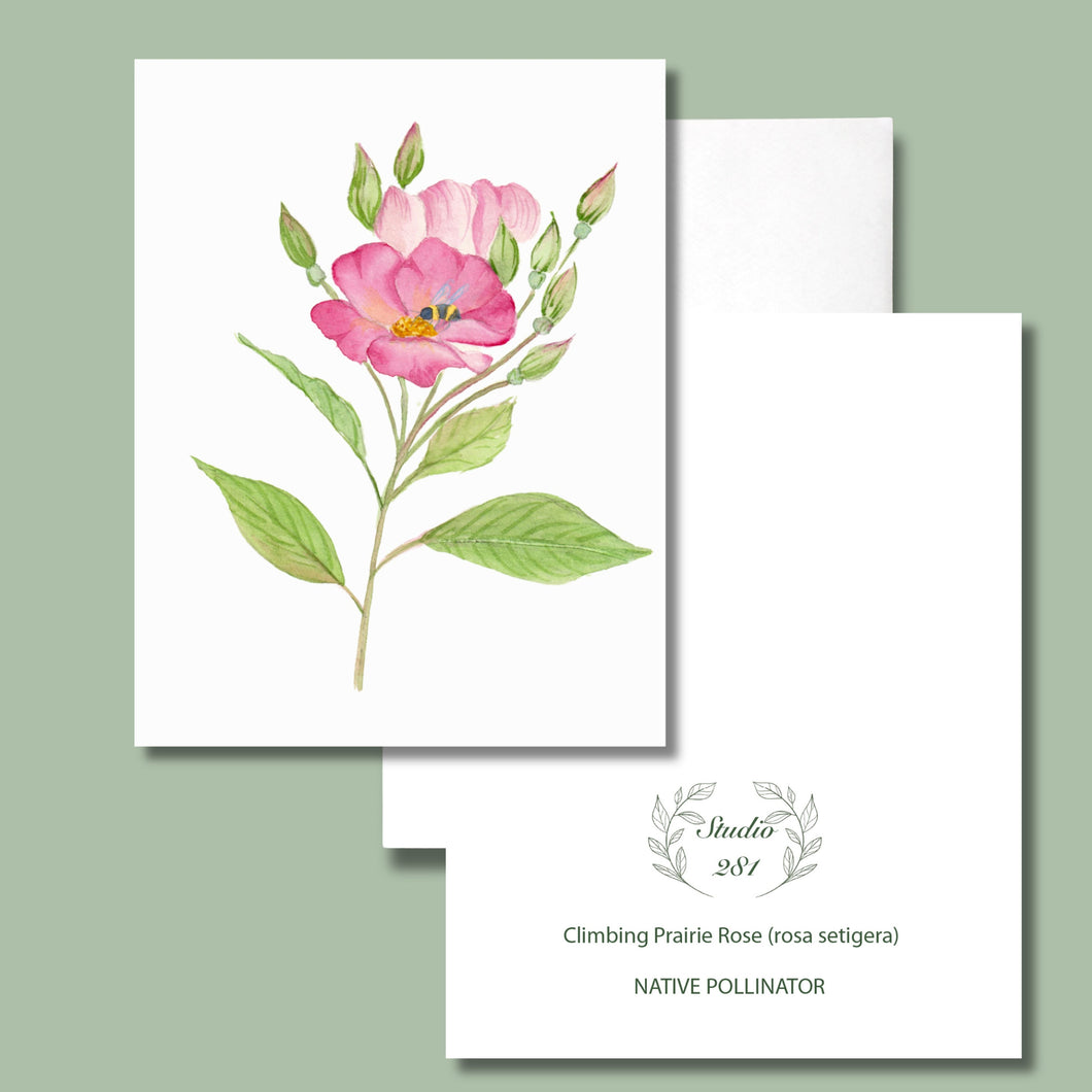 Climbing Prairie Rose, Native Flower Watercolor Note Cards