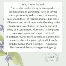 Load image into Gallery viewer, Note Cards, Native Flowers Field, 4.25" x 5.5" with envelopes.