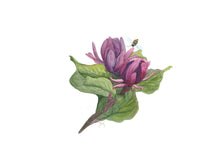 Load image into Gallery viewer, Carolina Allspice-Calycanthus floridus, Native Flower Watercolor Note Card Set