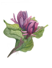 Load image into Gallery viewer, Carolina Allspice-Calycanthus floridus, Note Cards, Personalized 4.25&quot; x 5.5&quot; with envelopes
