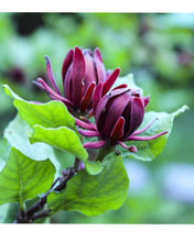 Load image into Gallery viewer, Carolina Allspice-Calycanthus floridus, Native Flower Watercolor Note Card Set
