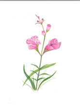 Load image into Gallery viewer, Purple False Foxglove Watercolor Print. Wall Art Print