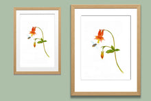 Load image into Gallery viewer, Columbine Watercolor Print
