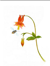 Load image into Gallery viewer, Columbine Watercolor Print