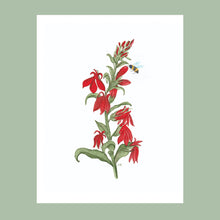 Load image into Gallery viewer, Cardinal Flower, Native Flower Watercolor Note Cards
