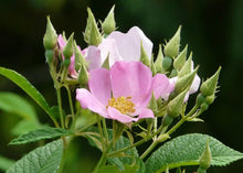 Load image into Gallery viewer, Climbing Prairie Rose, Native Flower Watercolor Note Cards
