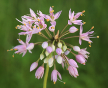 Load image into Gallery viewer, Nodding Onion Native Flower Watercolor Note Card Set
