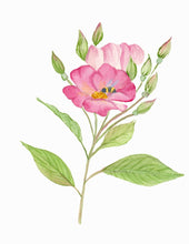 Load image into Gallery viewer, Climbing Prairie Rose, Native Flower Watercolor Note Cards
